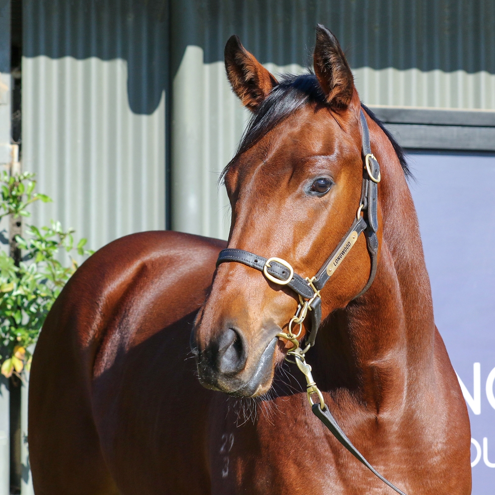 I Am Invincible (AUS) / Ellicazoom (AUS) 2023 Filly - Image 2