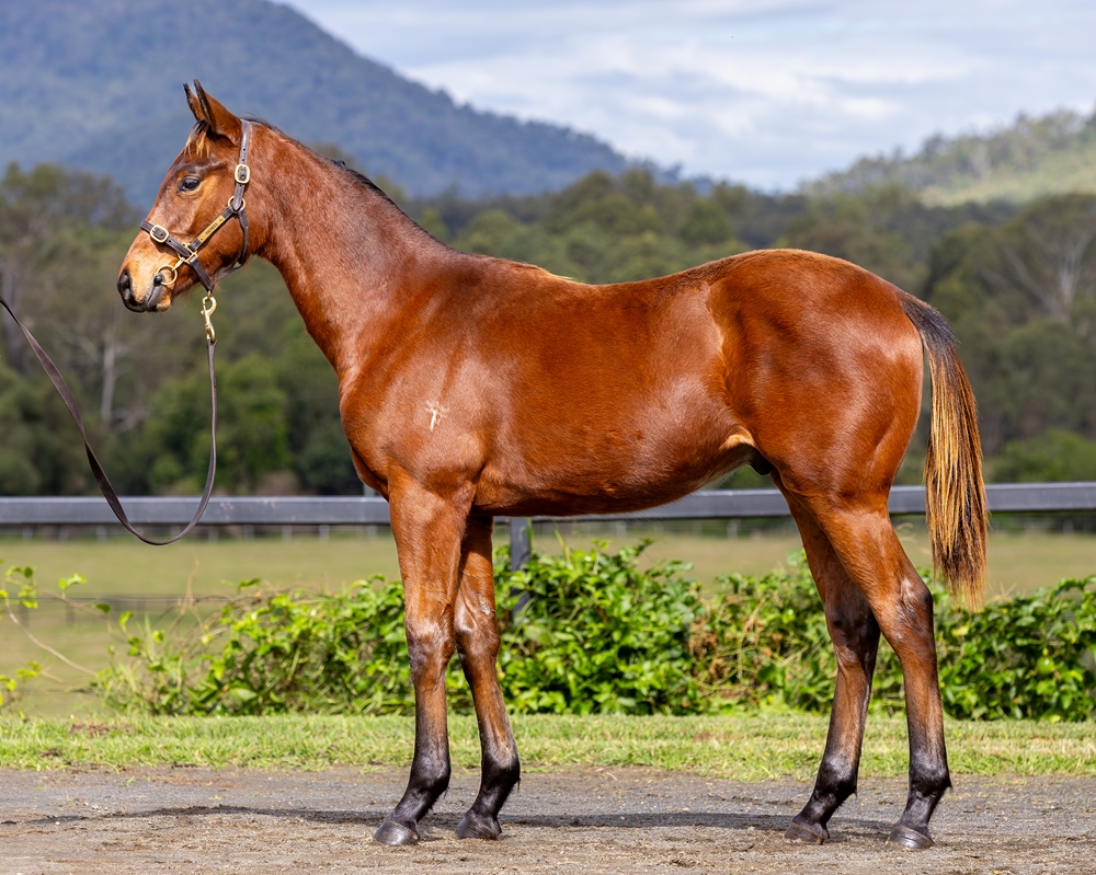 Stronger (AUS) / Lepreezy (AUS) 2024 Colt - Image 1