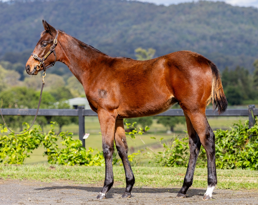 Home Affairs (AUS) / Gaudeamus (USA) 2024 Colt - Image 1