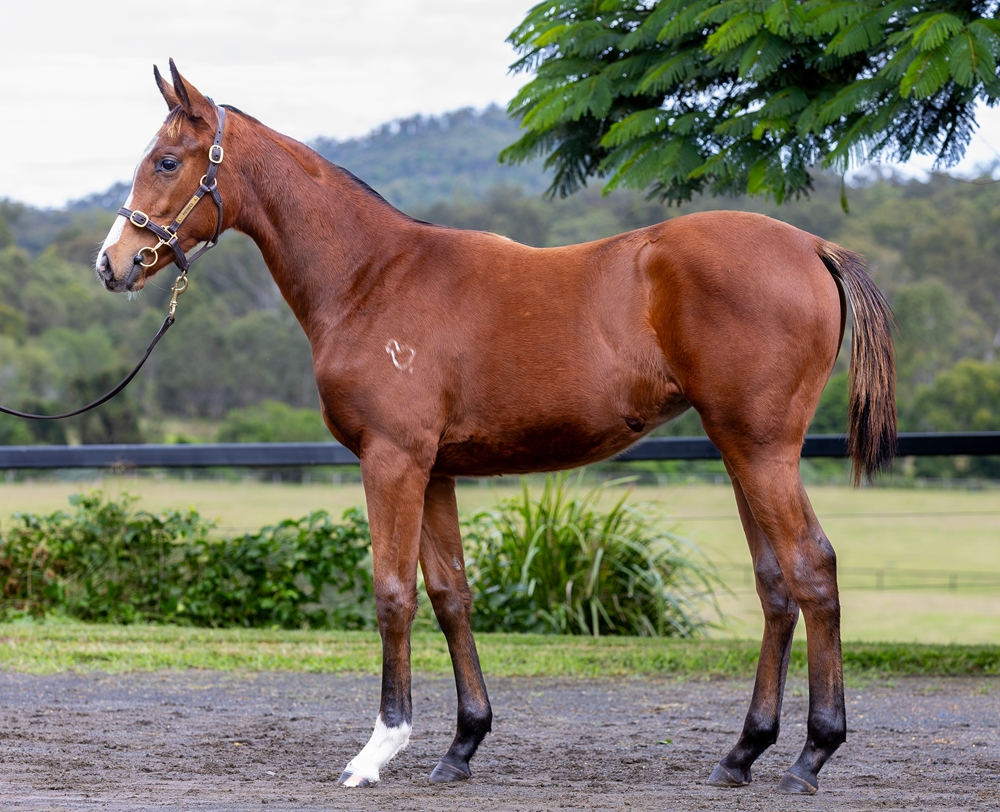 Stronger (AUS) / One More Two More (AUS) 2024 Filly - Image 1