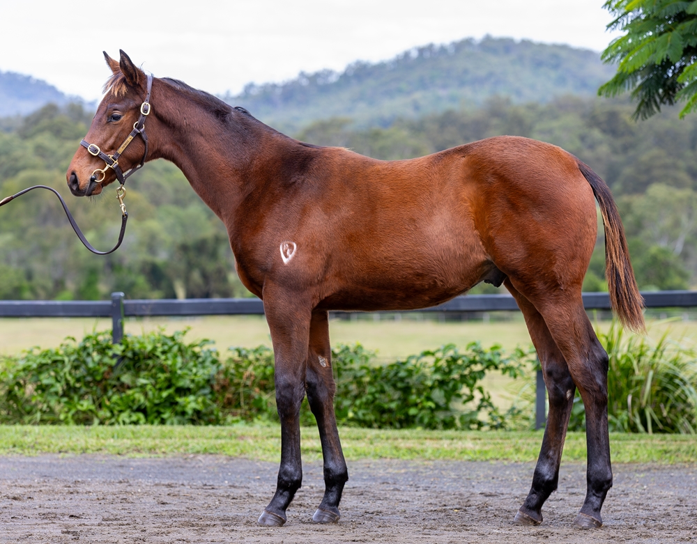 Farnan (AUS) / Reef Knot (AUS) 2024 Colt - Image 1
