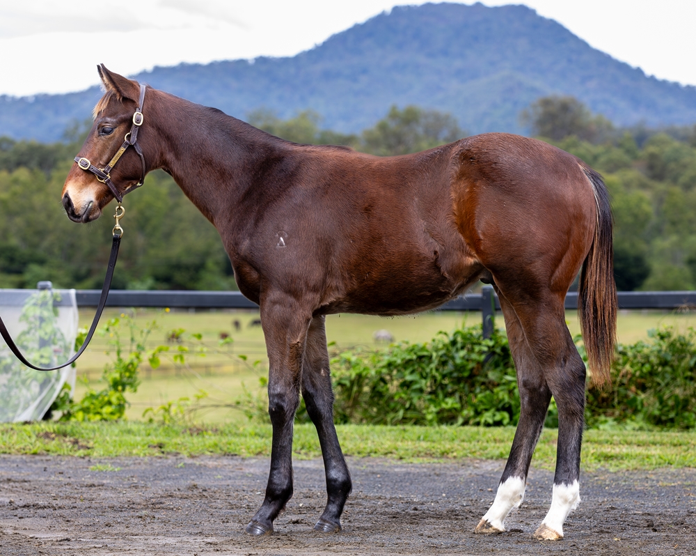 Victor Ludorum (GB) / Seaboard (AUS) 2024 Colt - Image 1