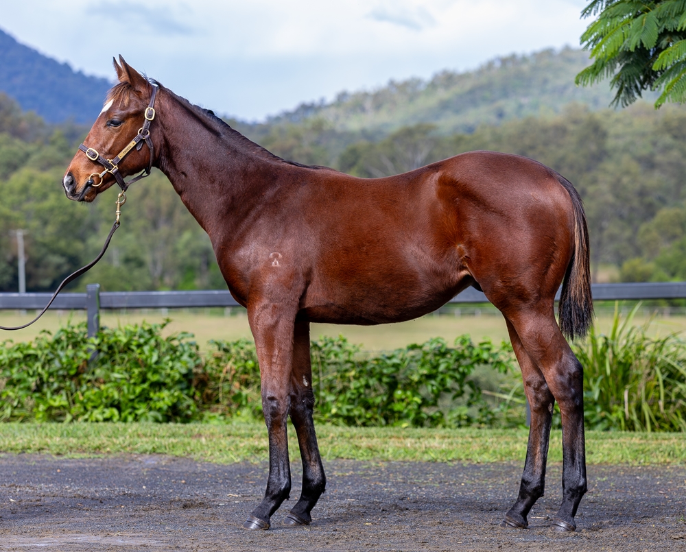 Barbaric (AUS) / Arrow Express (AUS) 2024 Colt - Image 1