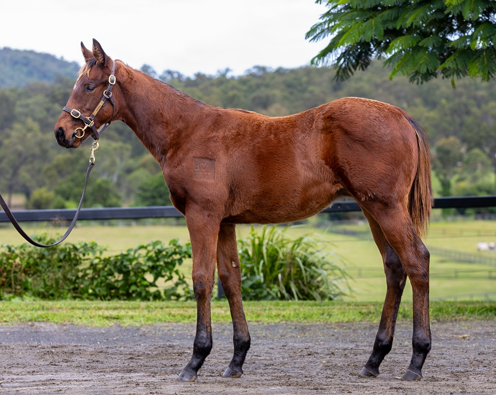 Profiteer (AUS) / Duchess Dashalot (AUS) 2024 Colt - Image 1