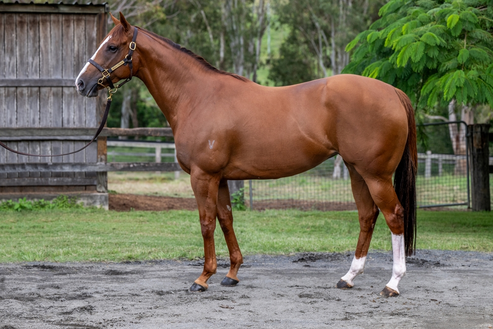 Saltaire (AUS) - Image 1