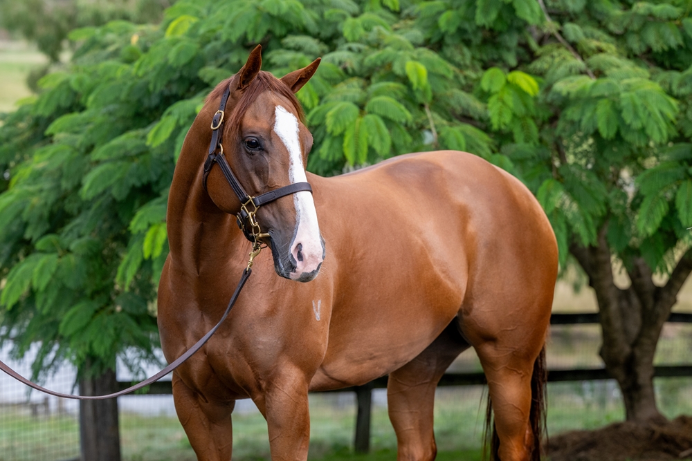 Saltaire (AUS) - Image 2