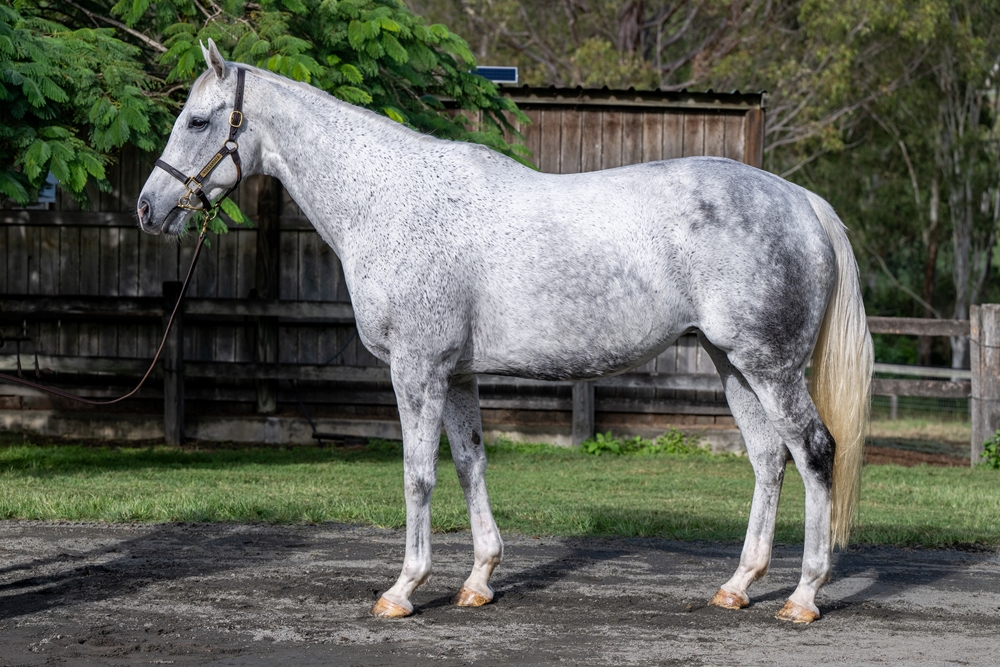 Gris Dame (NZ) - Image 1