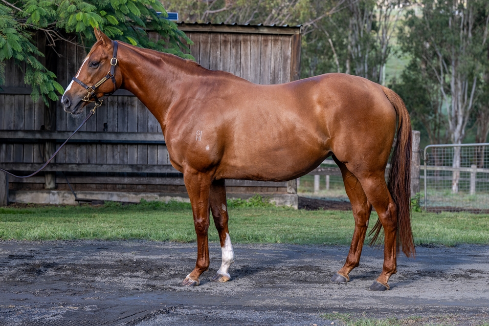 Academy Award (NZ) - Image 1