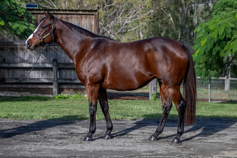 Berdini's Girl (AUS) - Image 1