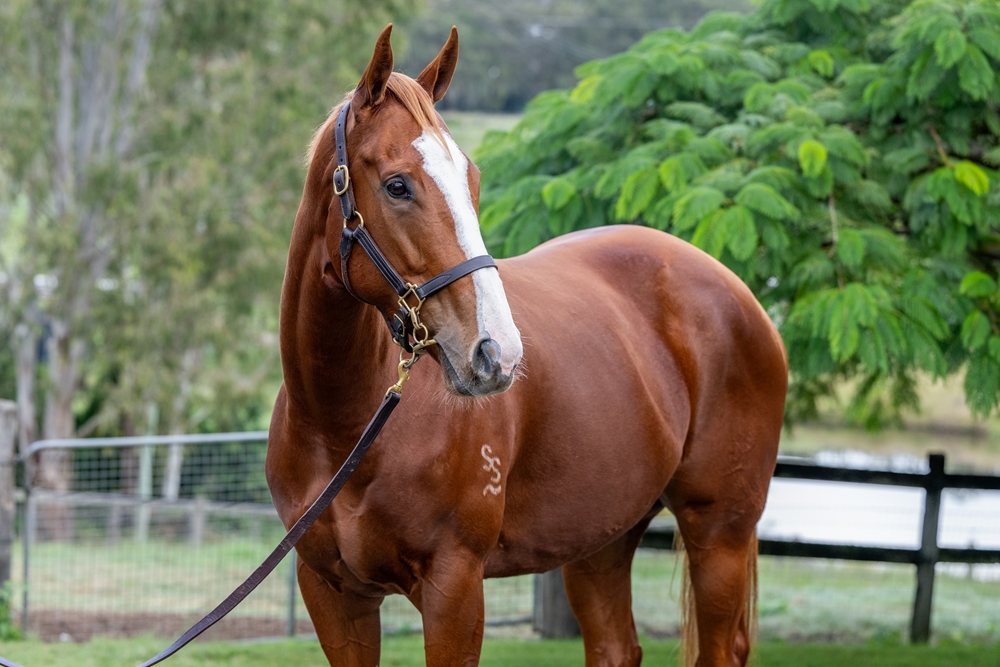 Single Benefactor (AUS) - Image 2