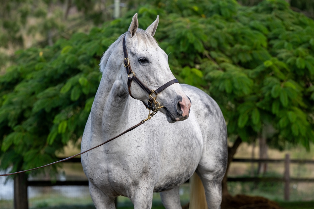 Gris Dame (NZ) - Image 2