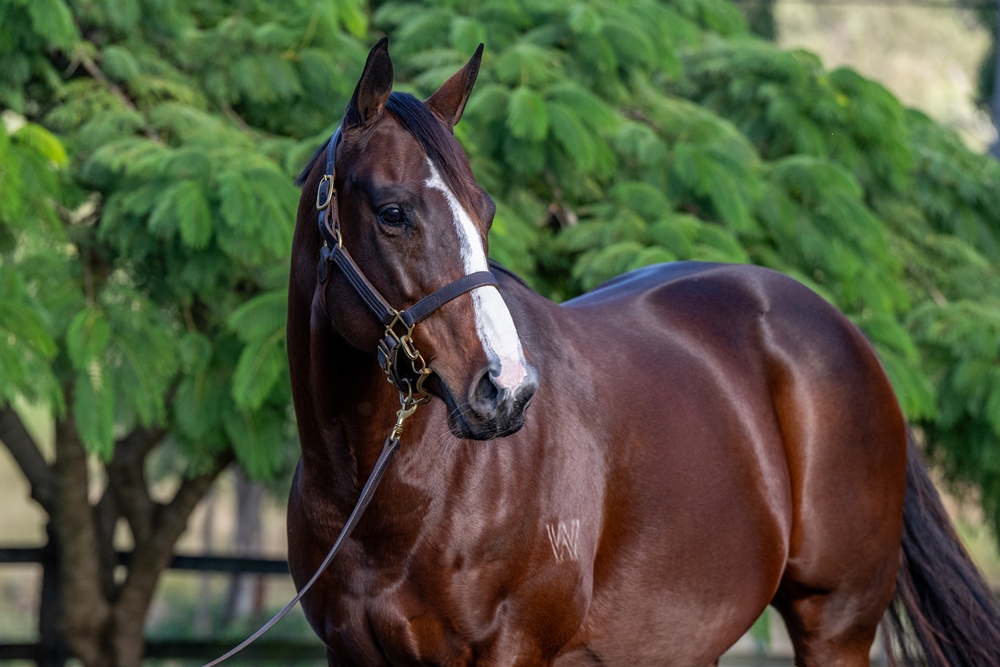 Berdini's Girl (AUS) - Image 2