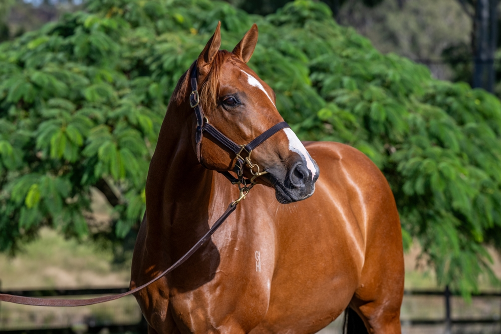 Academy Award (NZ) - Image 2