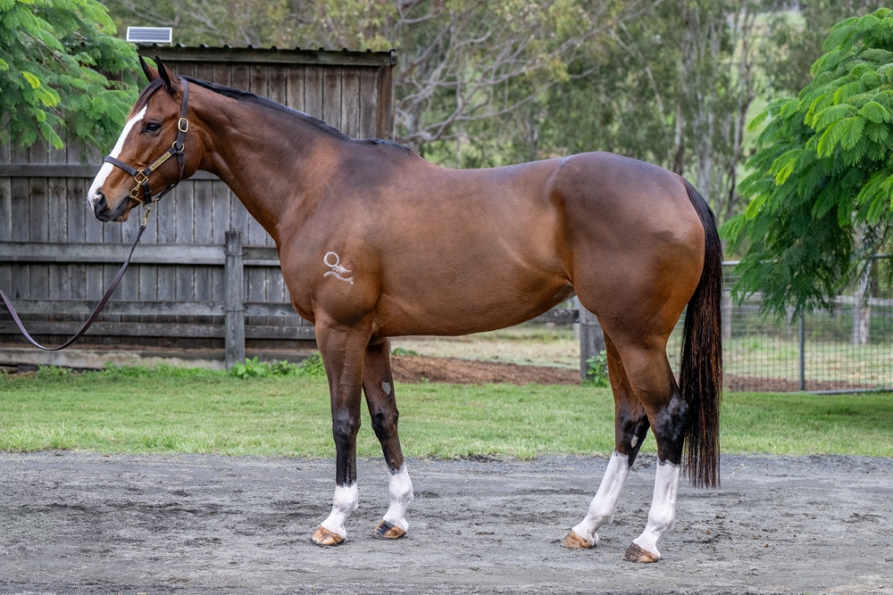 Tycoon Jenny (AUS) - Image 1