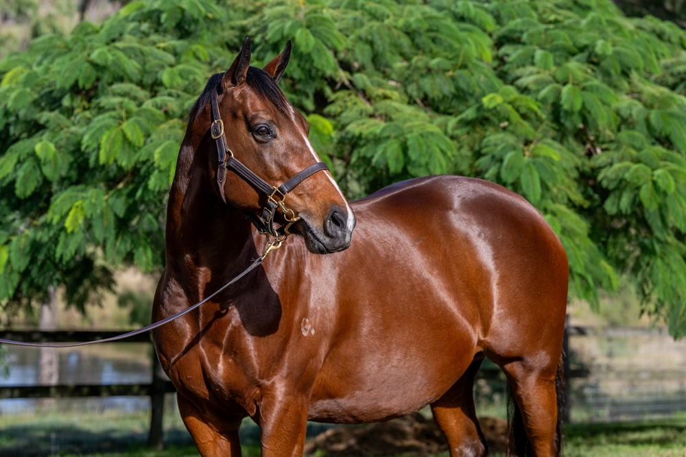Centro Storico (AUS) - Image 2