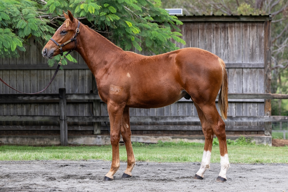 Invader (AUS) / Eiffel Star (AUS) 2024 Colt - Image 1