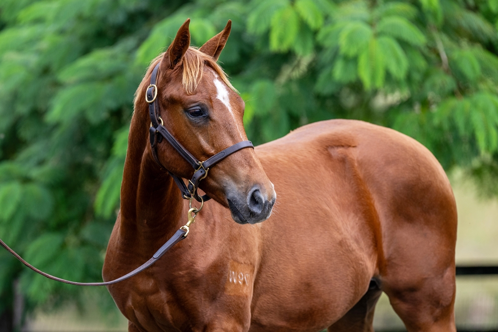 Invader (AUS) / Eiffel Star (AUS) 2024 Colt - Image 2