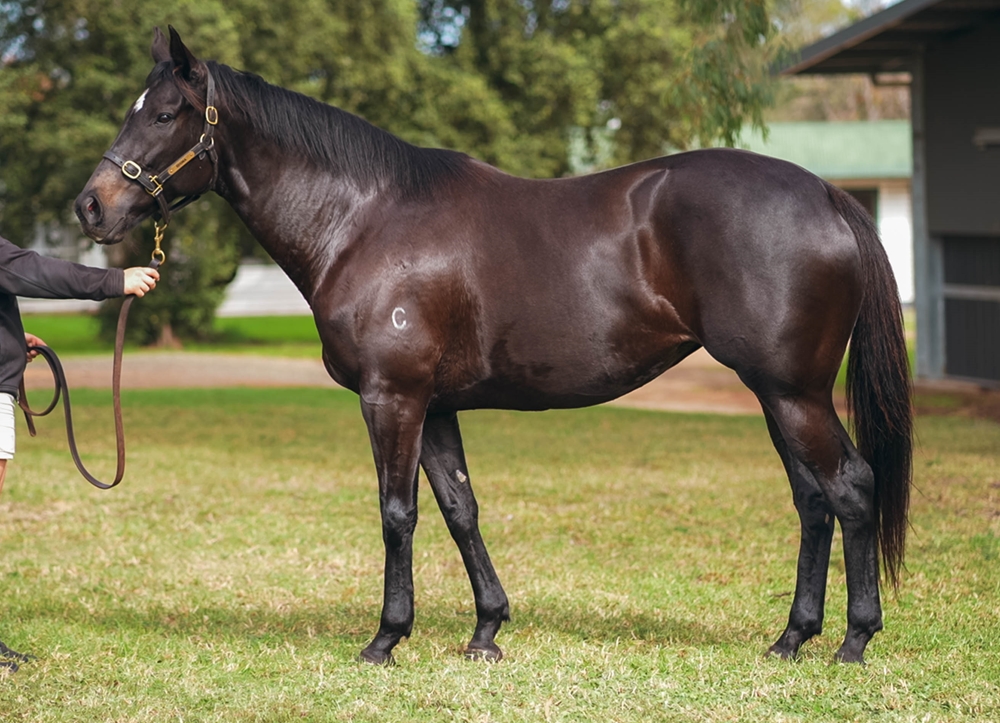 Blavatsky (AUS) - Image 1