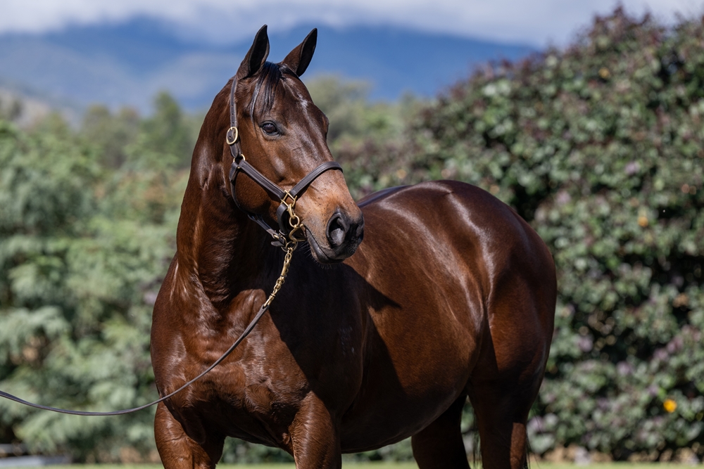 Pellegrina (AUS) - Image 2