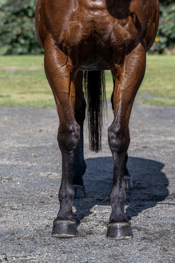 Pellegrina (AUS) - Image 3