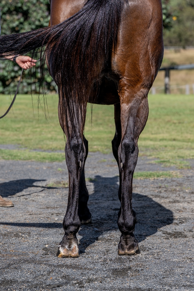 Pellegrina (AUS) - Image 4