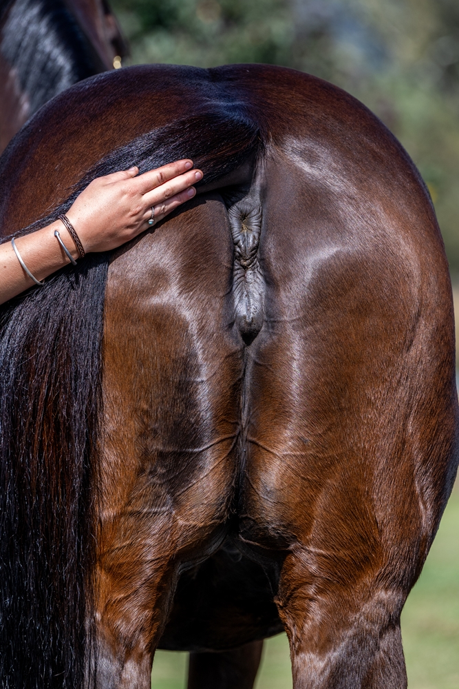 Pellegrina (AUS) - Image 5