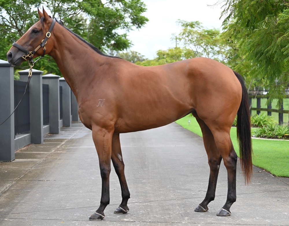 Heroic Valour (AUS) / Days of Innocence (AUS) 2020 M - Image 1