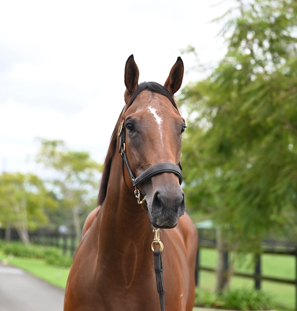 Heroic Valour (AUS) / Days of Innocence (AUS) 2020 M - Image 2