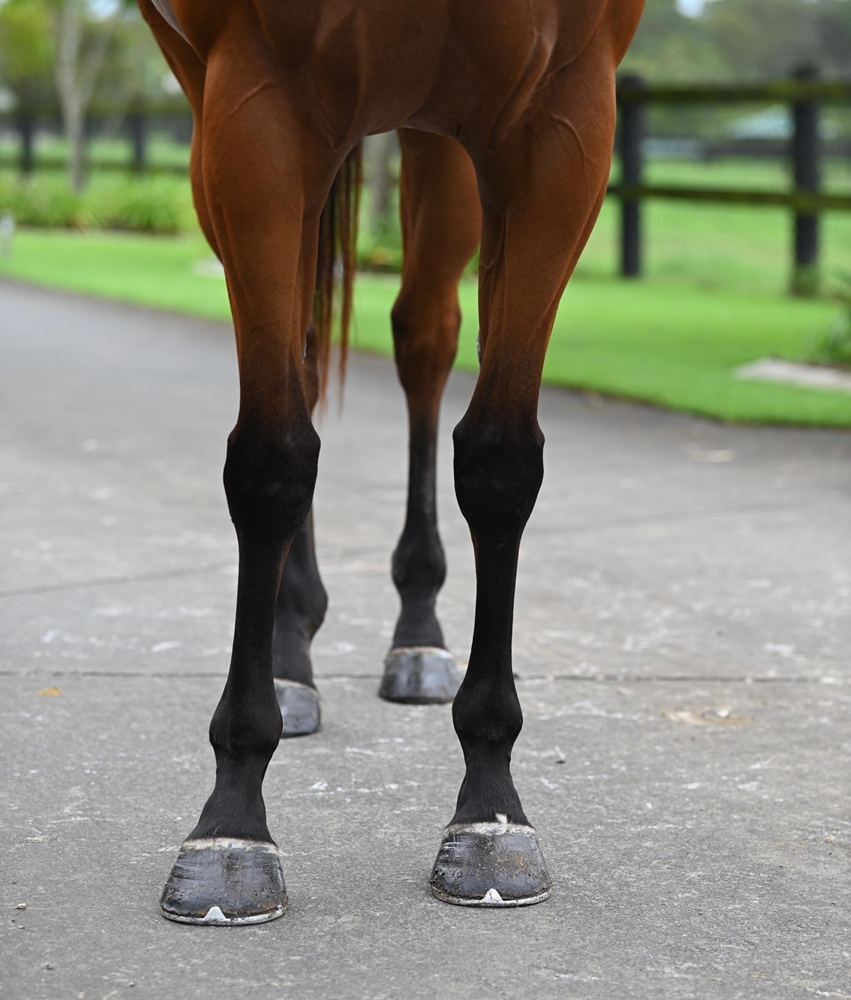 Heroic Valour (AUS) / Days of Innocence (AUS) 2020 M - Image 3