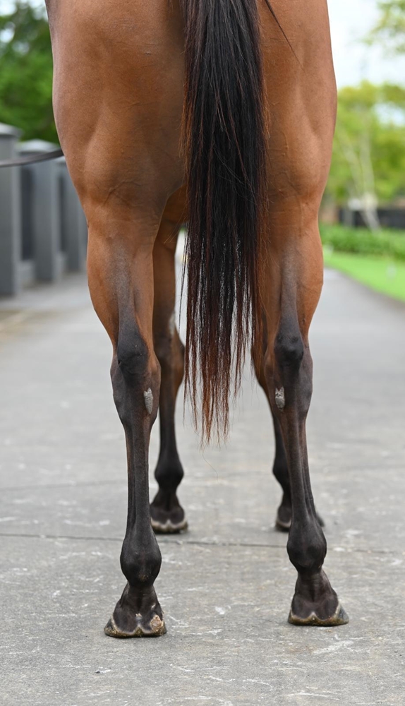 Heroic Valour (AUS) / Days of Innocence (AUS) 2020 M - Image 4