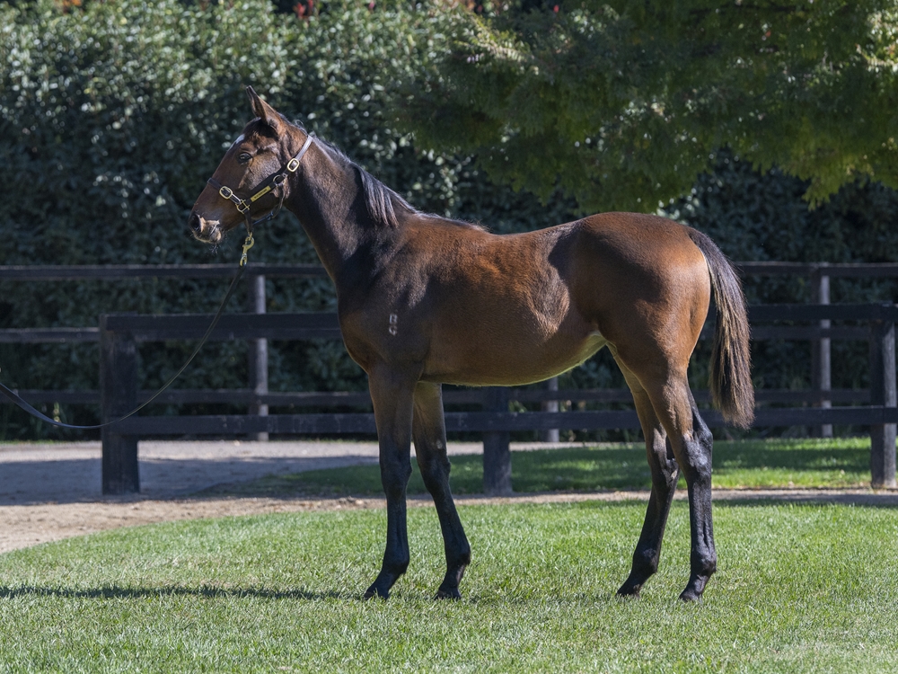 Blue Point (IRE) / Impertinente (IRE) 2024 Filly - Image 1