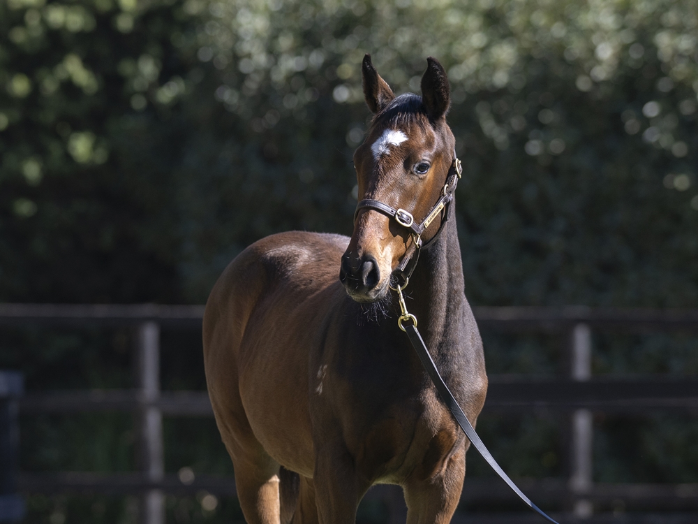 Blue Point (IRE) / Impertinente (IRE) 2024 Filly - Image 2