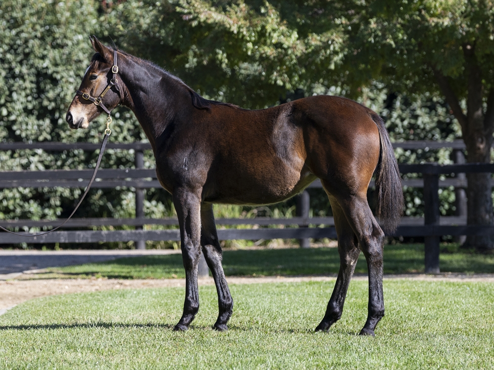 Sejardan (AUS) / Miss Norway (AUS) 2024 Filly - Image 1