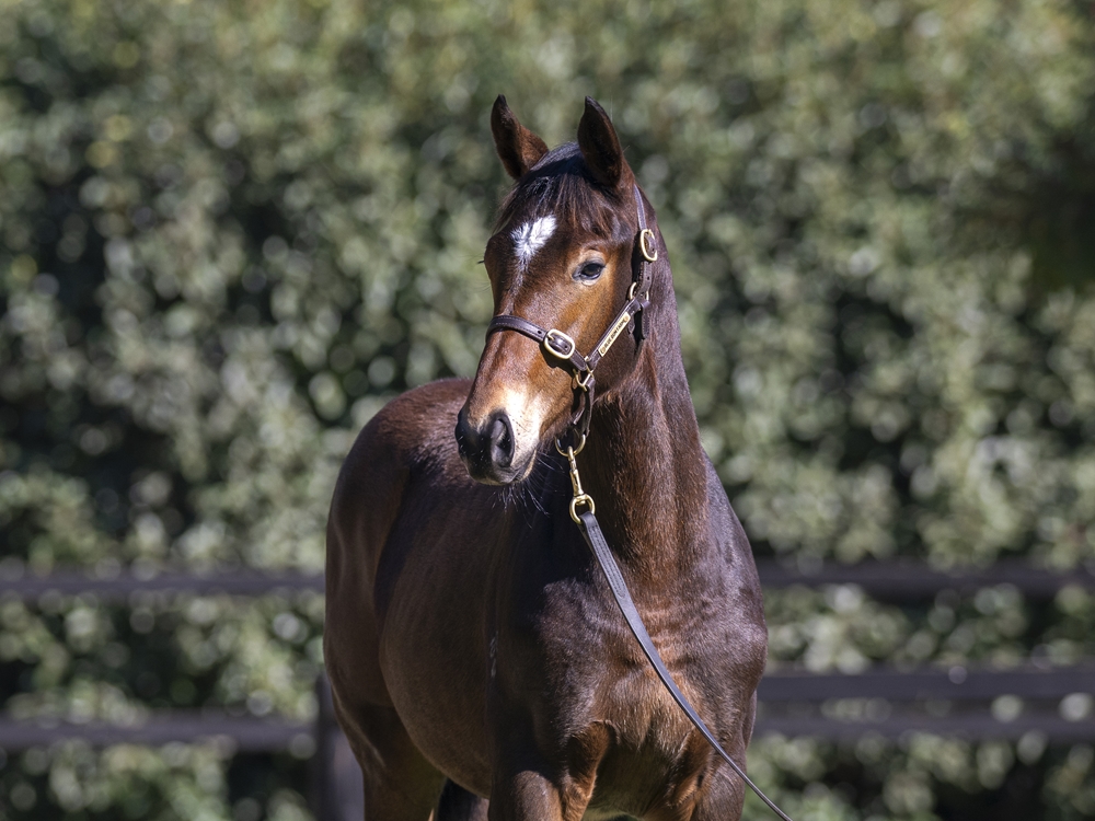 Sejardan (AUS) / Miss Norway (AUS) 2024 Filly - Image 2