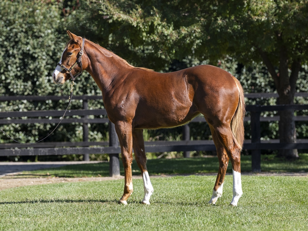 Sejardan (AUS) / Neighbourhood (AUS) 2024 Filly - Image 1