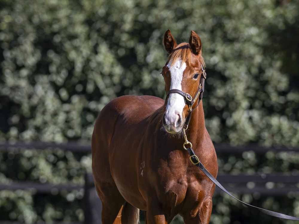 Sejardan (AUS) / Neighbourhood (AUS) 2024 Filly - Image 2