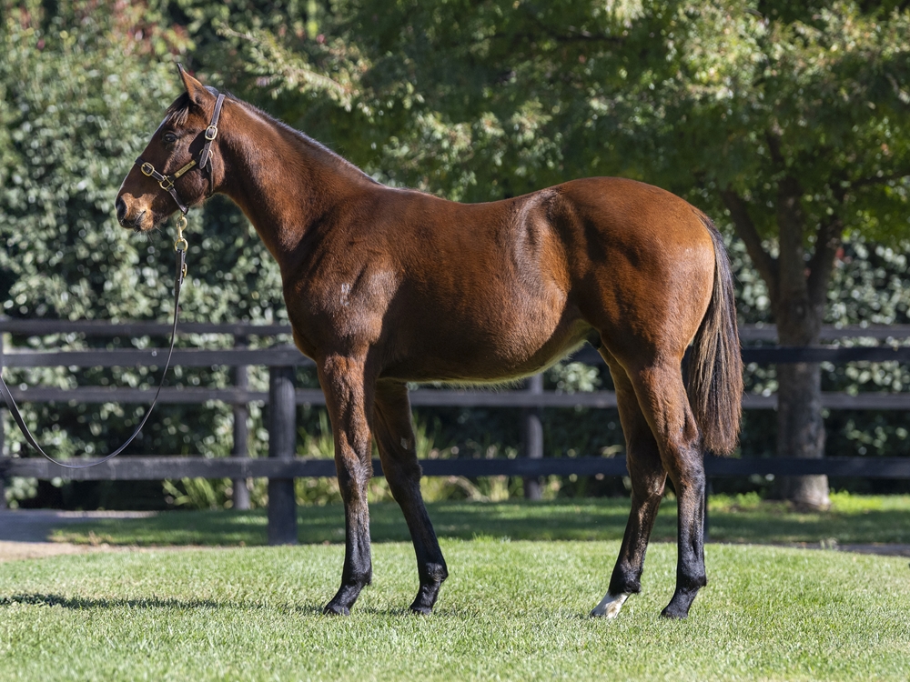 Sejardan (AUS) / Statuette (AUS) 2024 Colt - Image 1