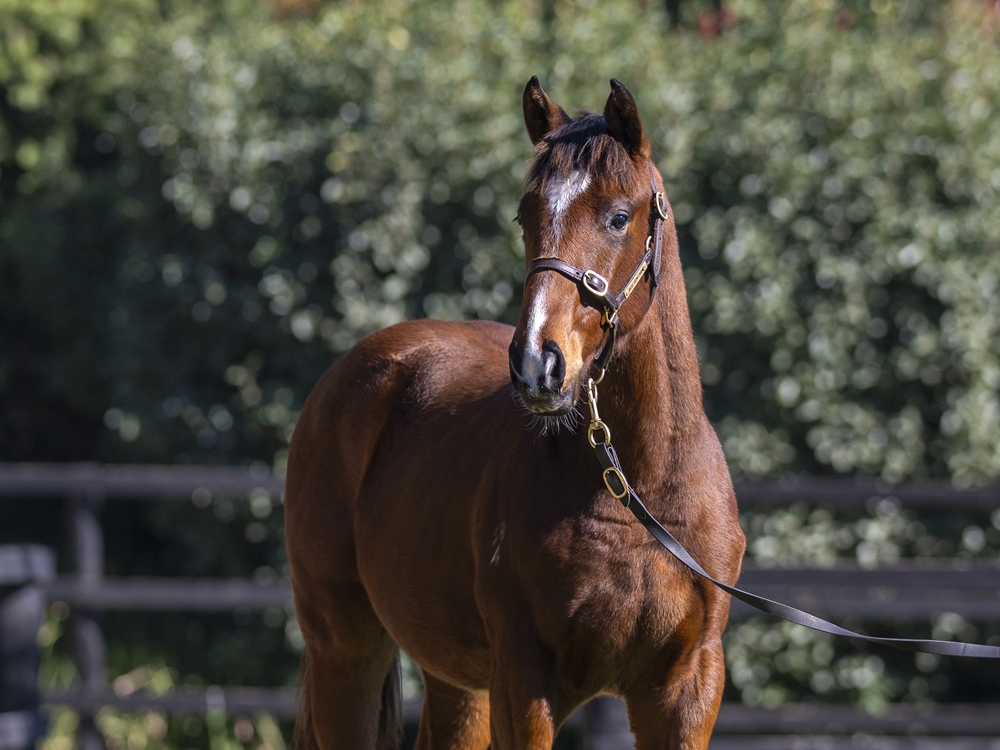 Sejardan (AUS) / Statuette (AUS) 2024 Colt - Image 2