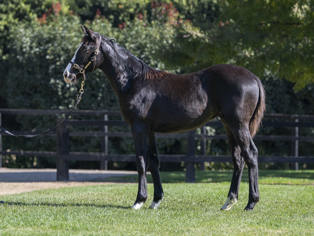 Sejardan (AUS) / Baubo (NZ) 2024 Colt - Image 1