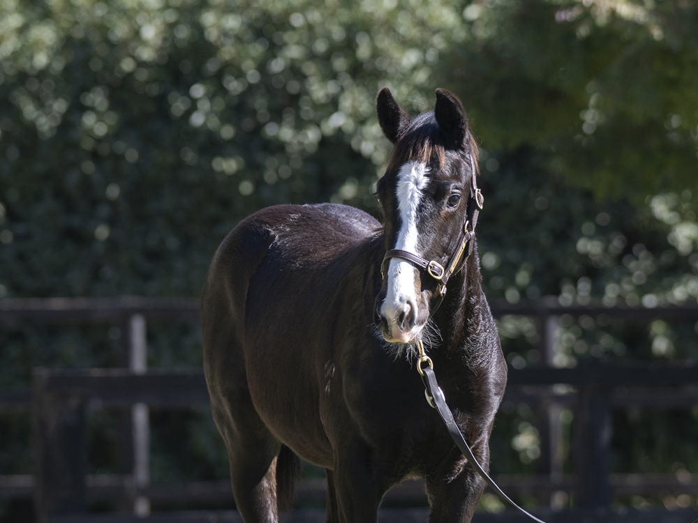 Sejardan (AUS) / Baubo (NZ) 2024 Colt - Image 2