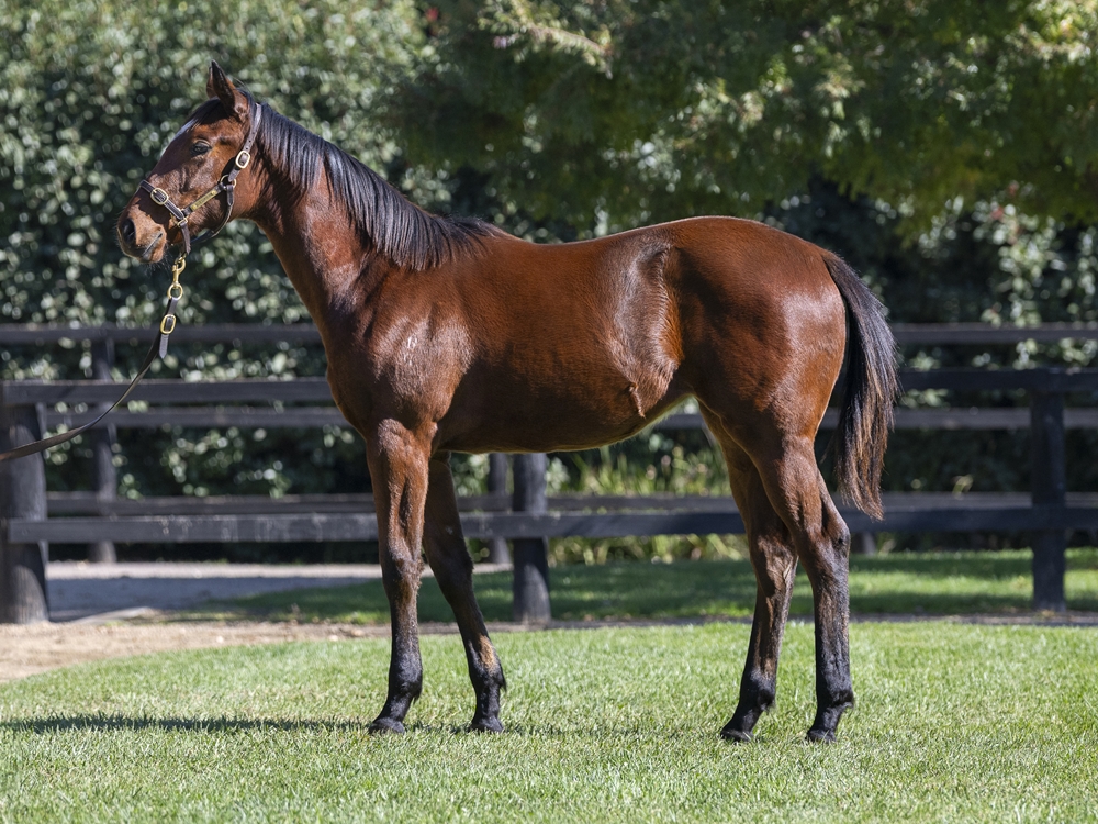 Capitalist (AUS) / Choose Your Words (AUS) 2024 Filly - Image 1