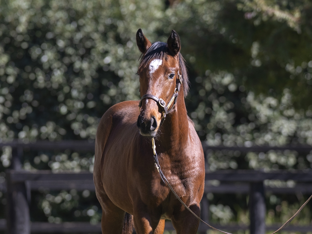 Capitalist (AUS) / Choose Your Words (AUS) 2024 Filly - Image 2