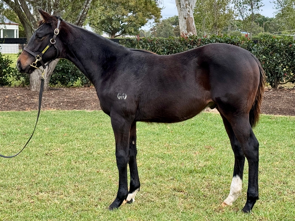 North Pacific (AUS) / Miss Delveen (AUS) 2024 Colt - Image 1