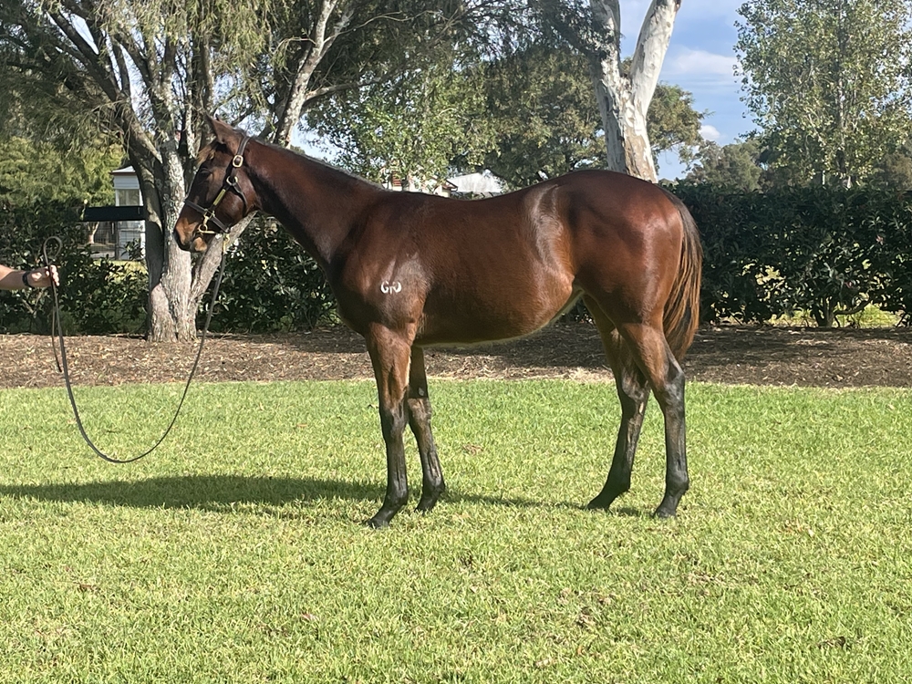 Snitzel (AUS) / Acquired (NZ) 2024 Filly - Image 1