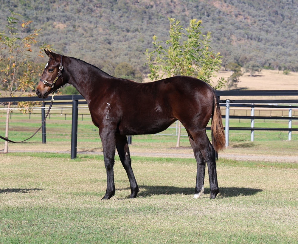 Russian Revolution (AUS) / Okeechobee (AUS) 2024 Filly - Image 1