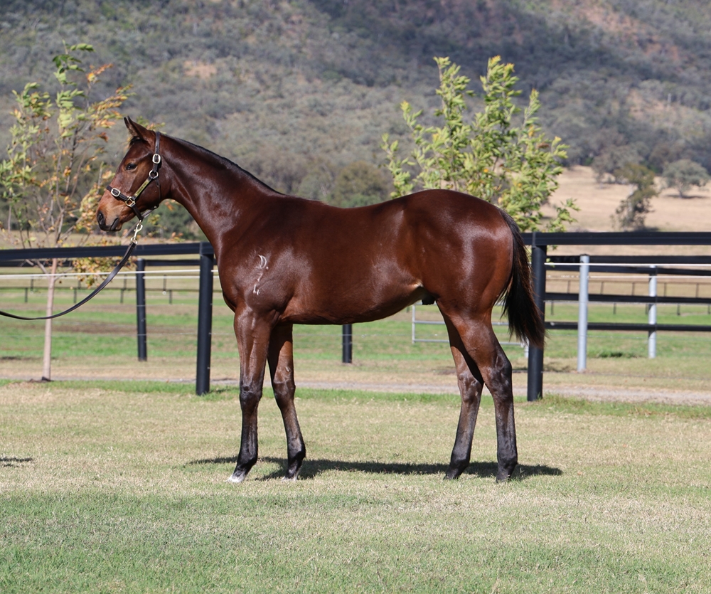 Spirit of Boom (AUS) / Conducir (AUS) 2024 Colt - Image 1