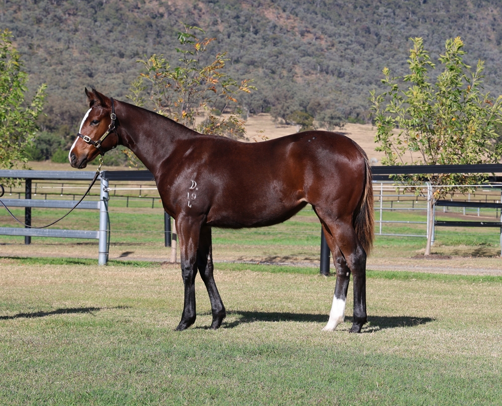 Russian Revolution (AUS) / Better Reflection (AUS) 2024 Filly - Image 1
