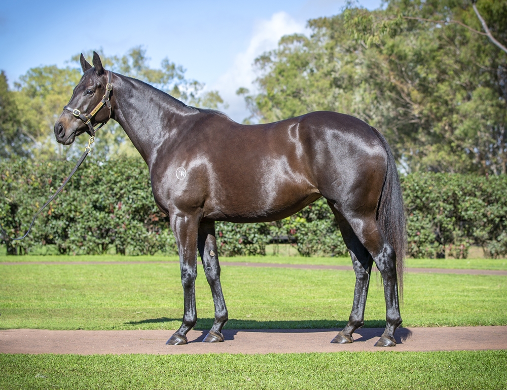 Fakhra (IRE) - Image 1