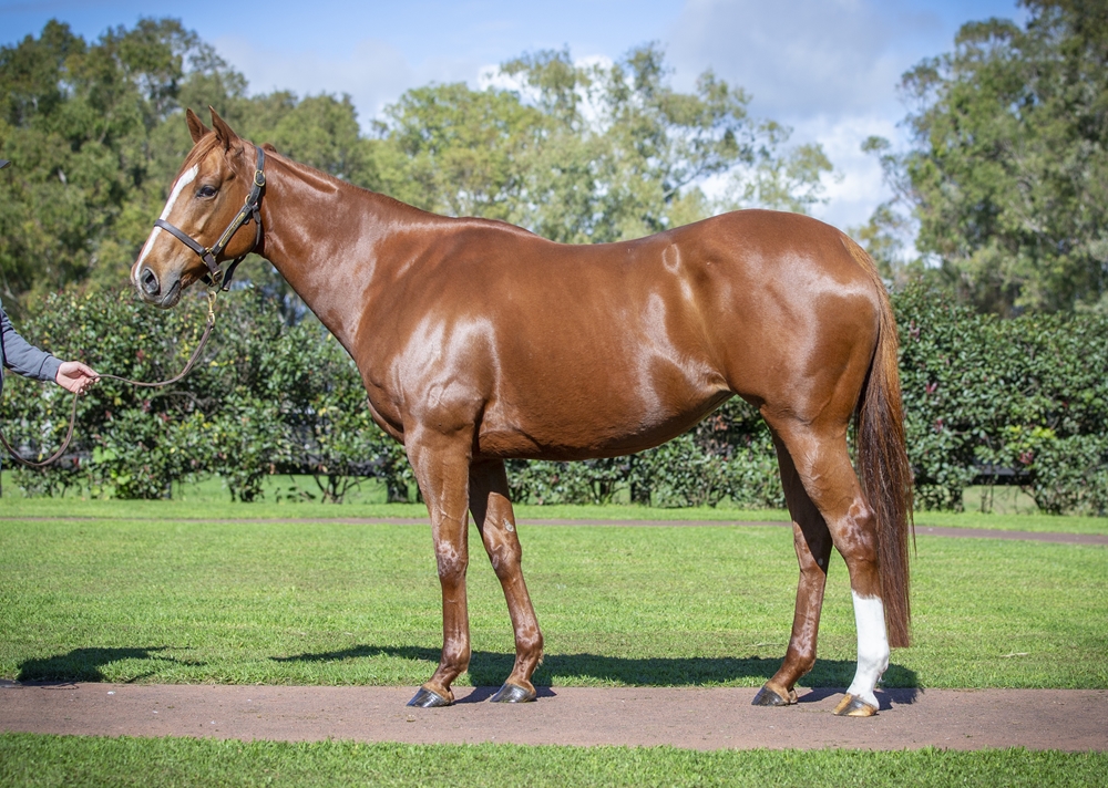 Spanish Eyes (NZ) - Image 1