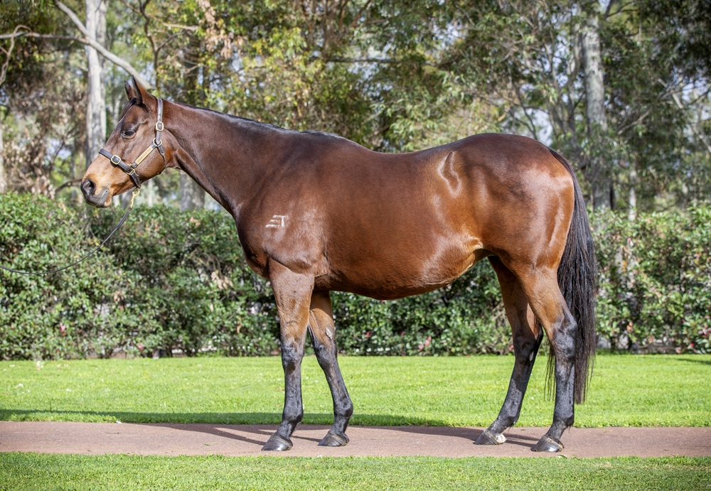 Cavaloce (AUS) - Image 1